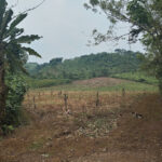 Limar tila Chiapas
