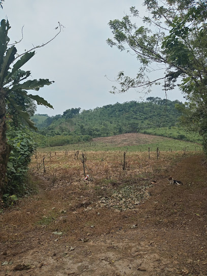 Limar tila Chiapas